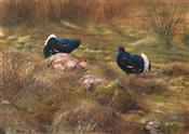 Two Male Black Grouse, Terence Lambert