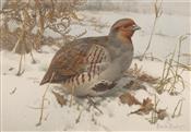 English Partridge Foraging in Snow, Edwin Penny