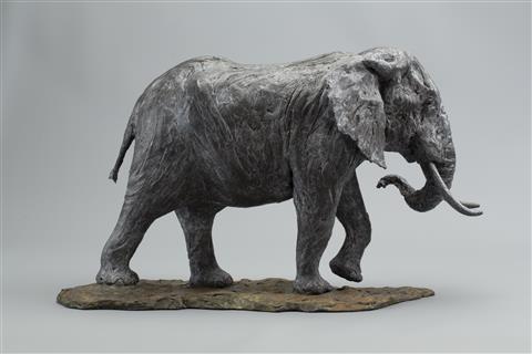 Knox Field | African Bull Elephant