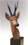 Roe Buck Head Study, David Cemmick