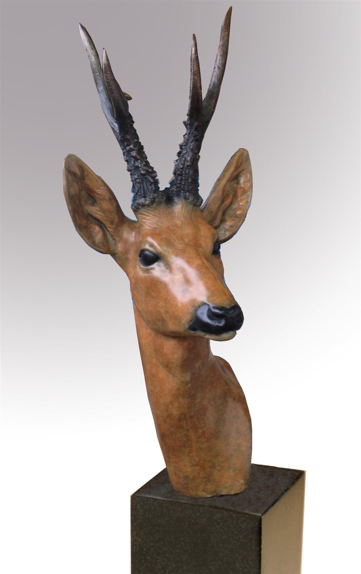 David Cemmick | Roe Buck Head Study