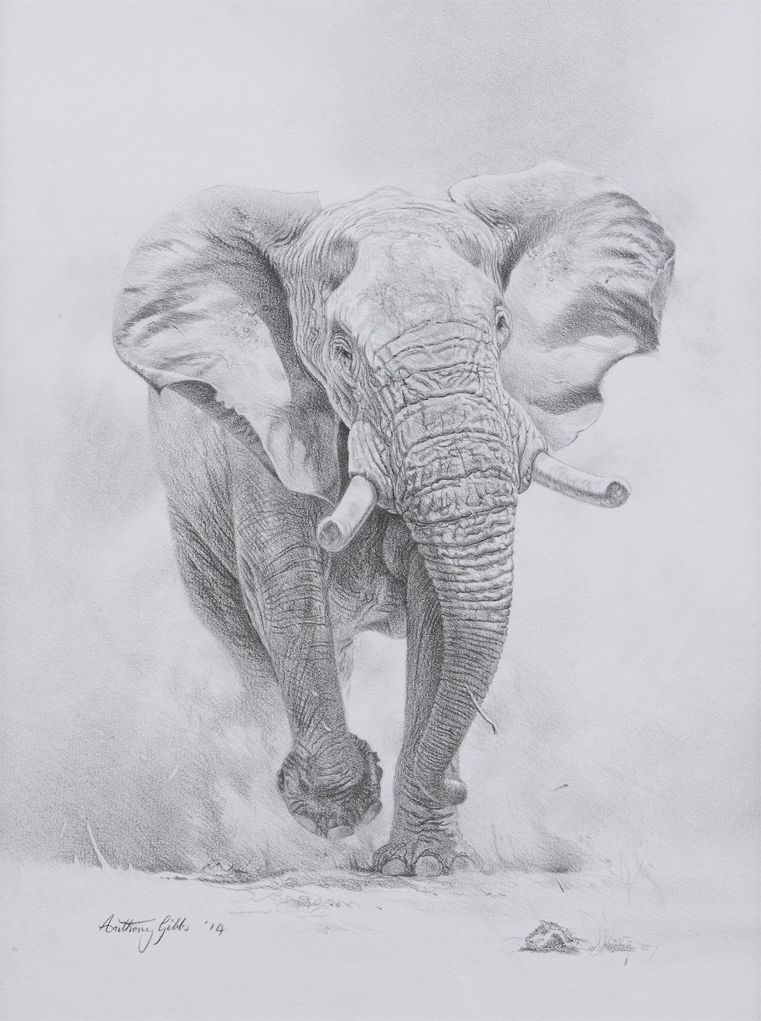 Anthony Gibbs | The Rush