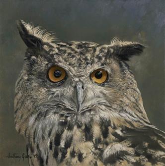 Anthony Gibbs | Ambers Gaze