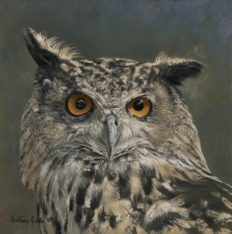 Anthony Gibbs | Ambers Gaze