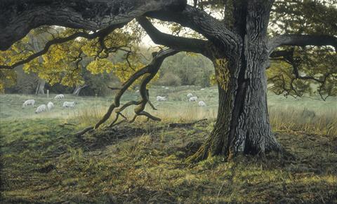 Anthony Gibbs | Dovers Hill