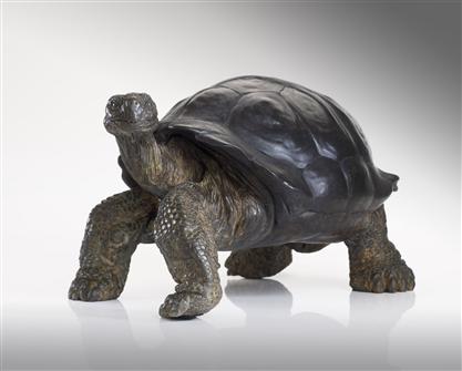 Jemma Pearson | Tortoise