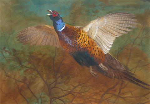 Archibald Thorburn | Cock Pheasant