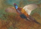 Cock Pheasant, Archibald Thorburn
