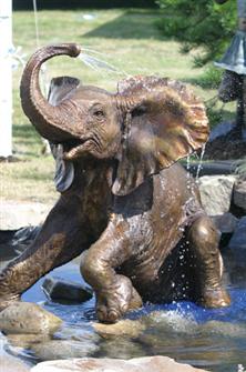 Stephen J Winterburn | Baby Elephant