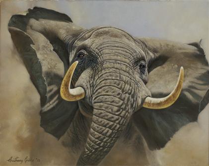 Anthony Gibbs | Tuskers Eye