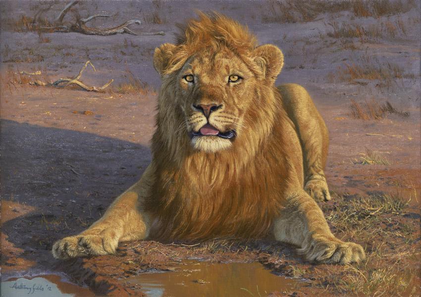 Anthony Gibbs | Mane of Gold