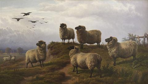 Charles Jones | Sheep in Landscape