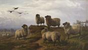 Sheep in Landscape, Charles Jones