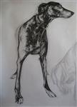 Greyhound, Joseph Paxton 