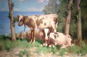 Calfs Resting by the Sea, David Gauld