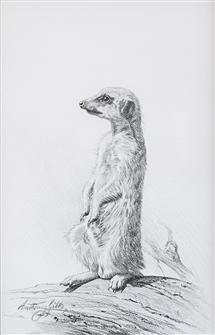 Anthony Gibbs | Meerkat