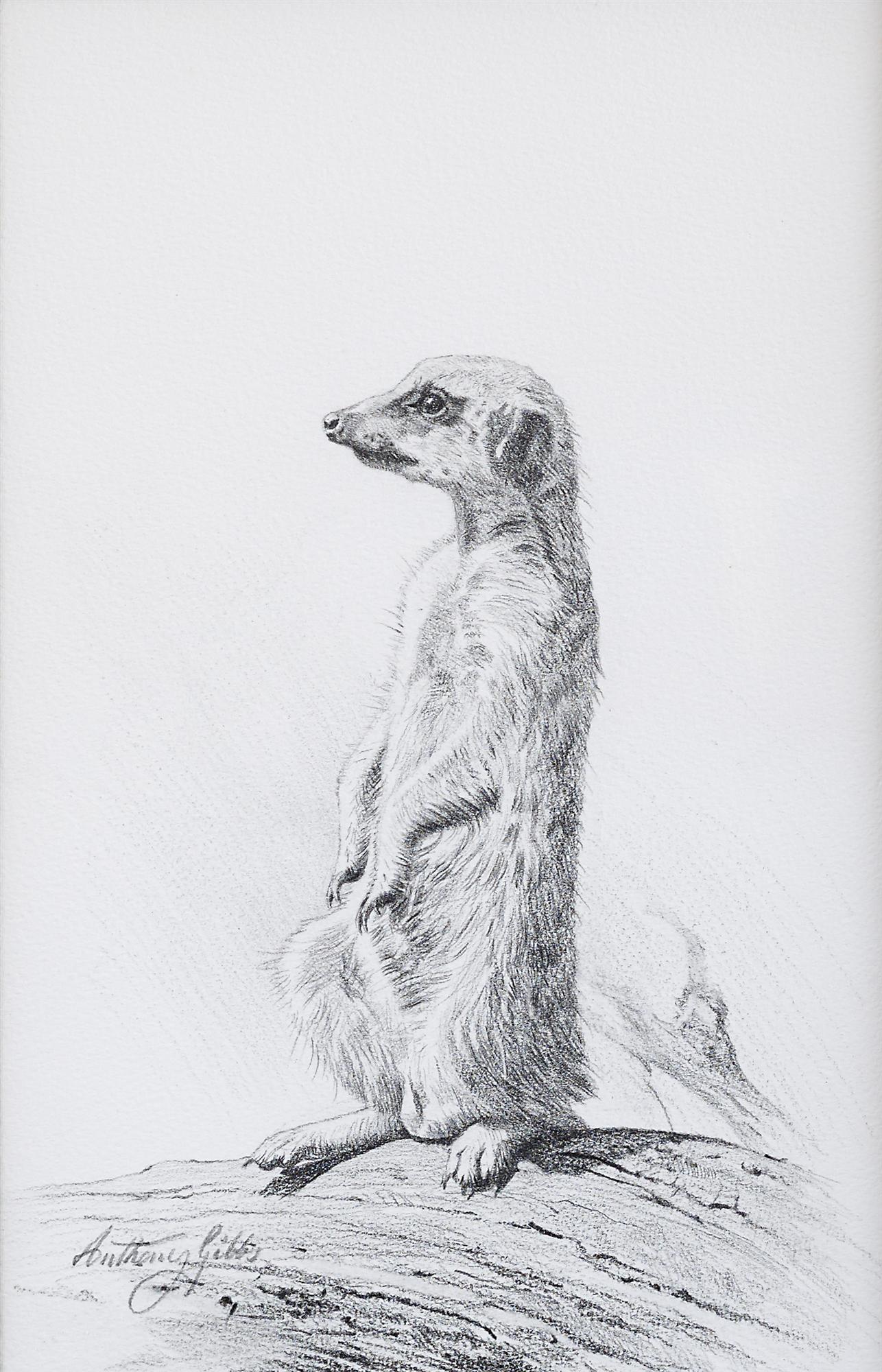 Anthony Gibbs | Meerkat