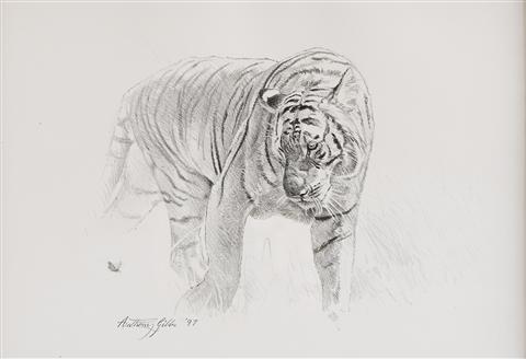 Anthony Gibbs | Bengal Tiger