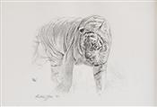Bengal Tiger, Anthony Gibbs