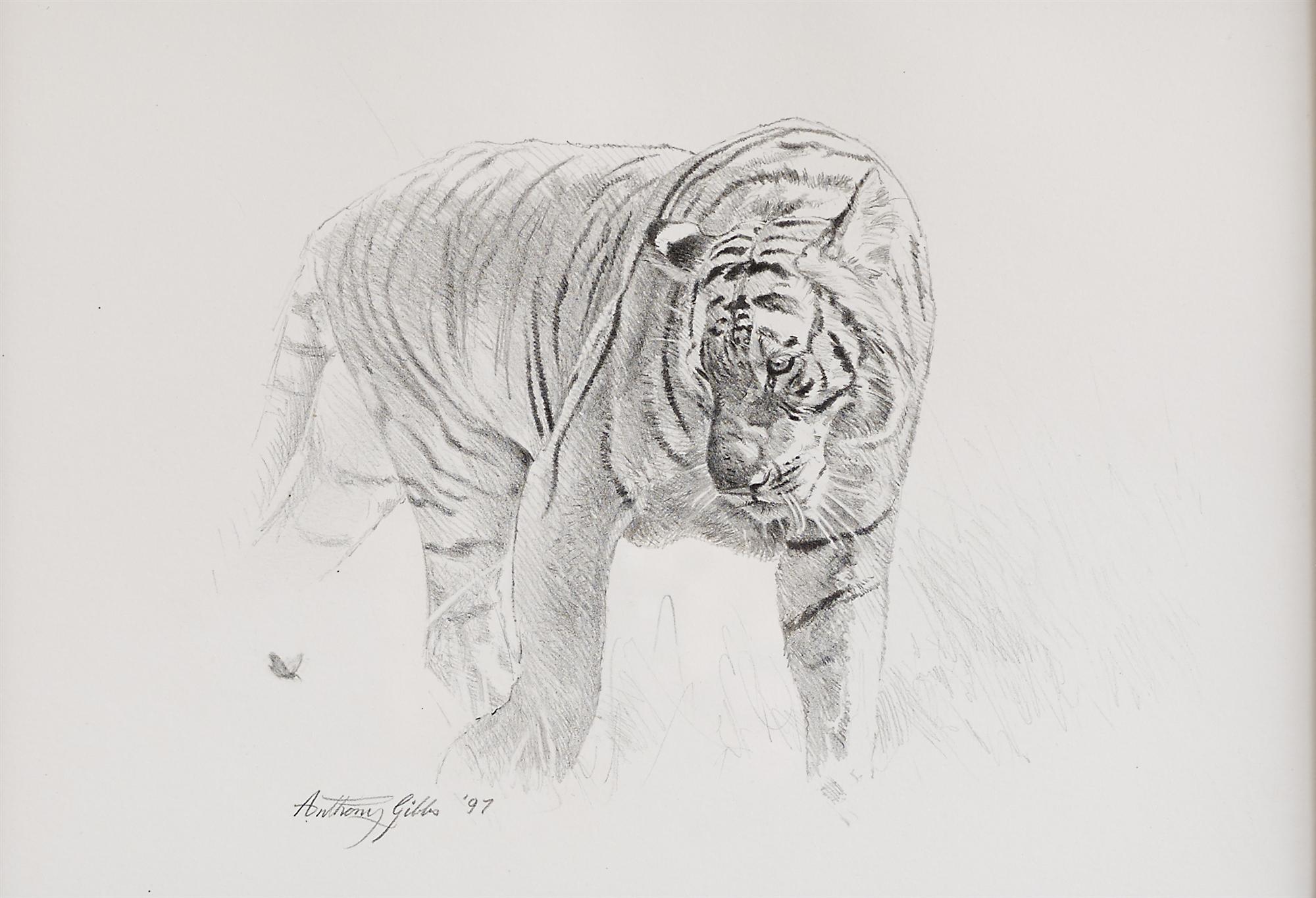 Anthony Gibbs | Bengal Tiger