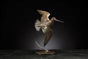 Flying Snipe, Ian Greensitt