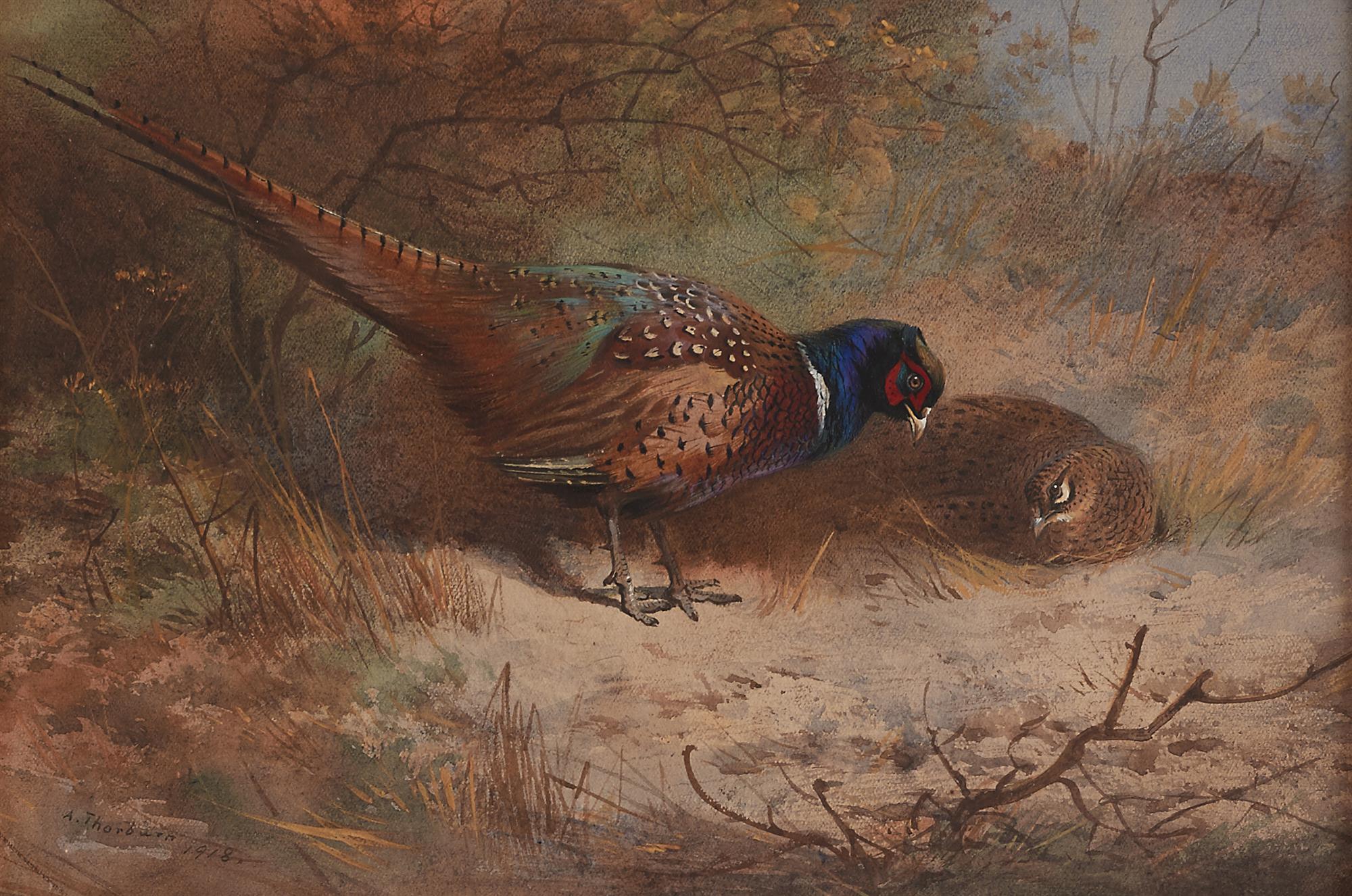 Archibald Thorburn | Cock & Hen Pheasant