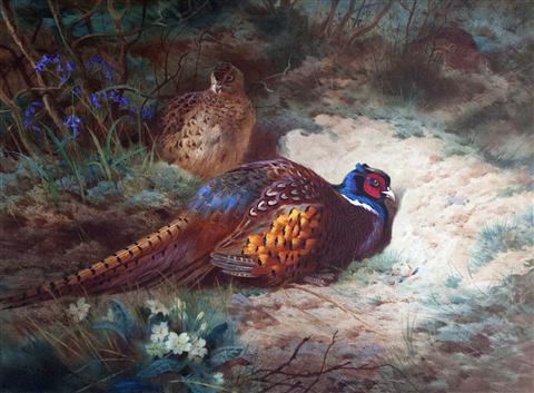 Archibald Thorburn | Cock & Hen Pheasants