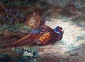 Cock & Hen Pheasants, Archibald Thorburn