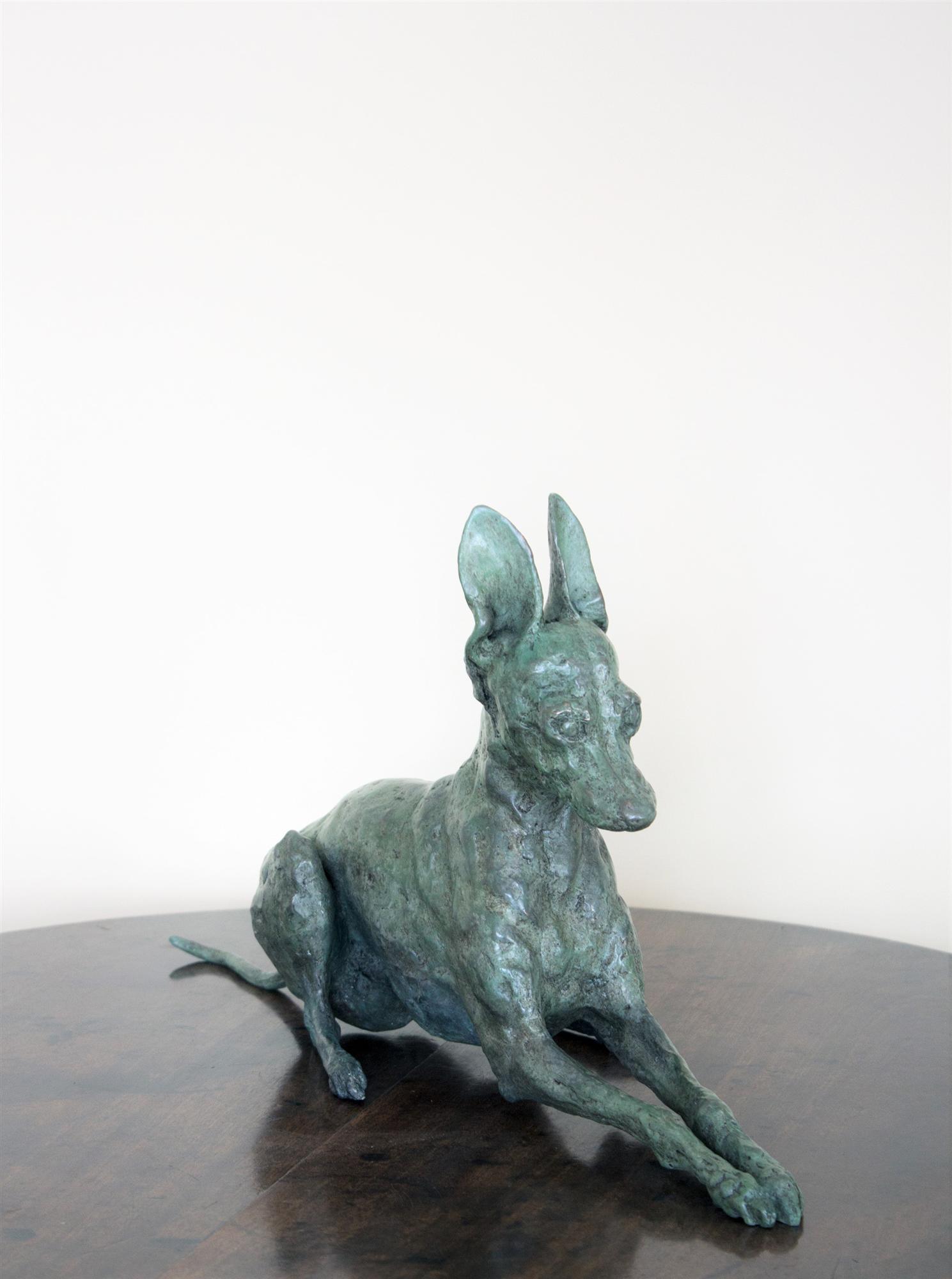Jemma Pearson | Italian Greyhound II