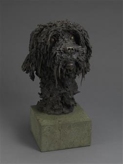 Knox Field | Labradoodle