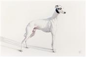 Avalon Icon, Greyhound, Peter Haslam Fox
