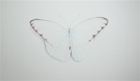 Peter Haslam Fox | Cabbage White