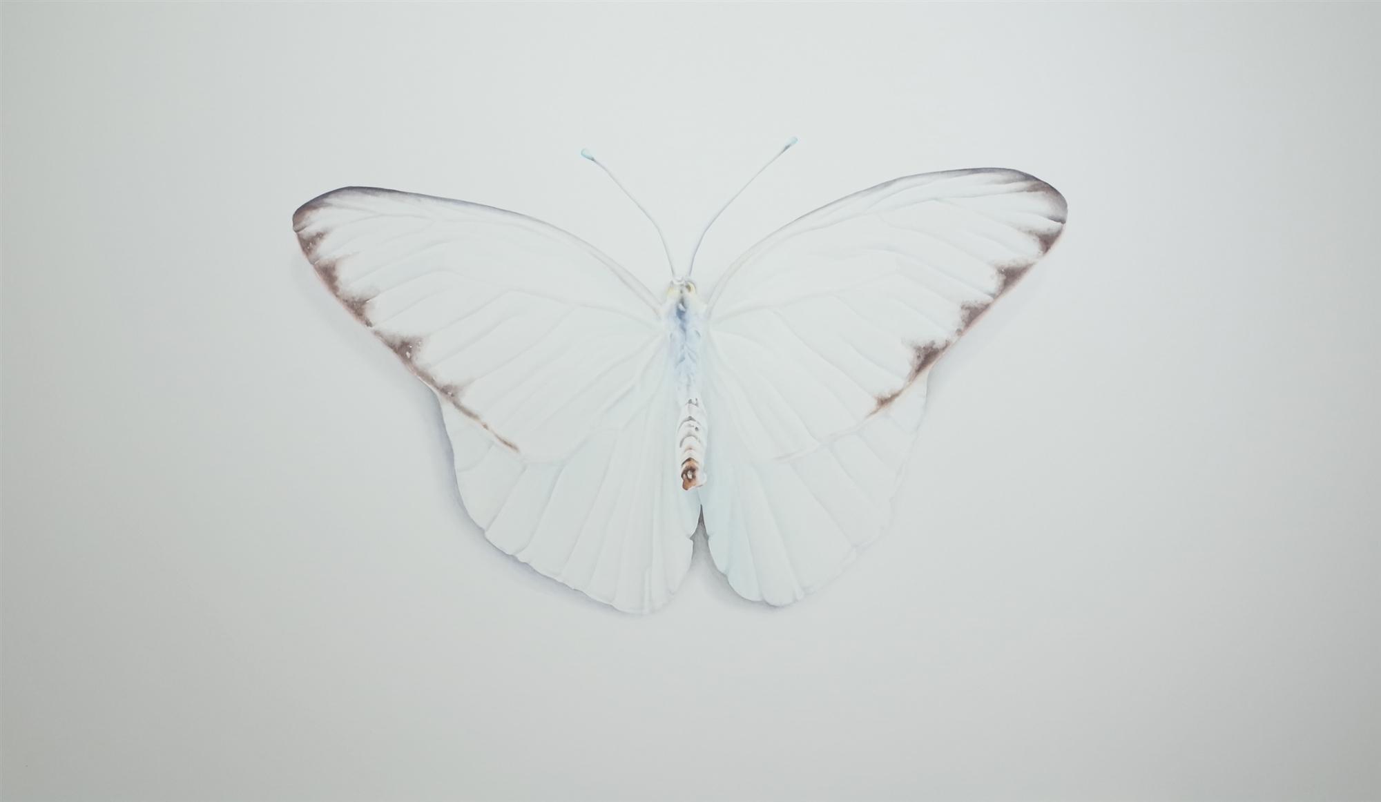 Peter Haslam Fox | Cabbage White