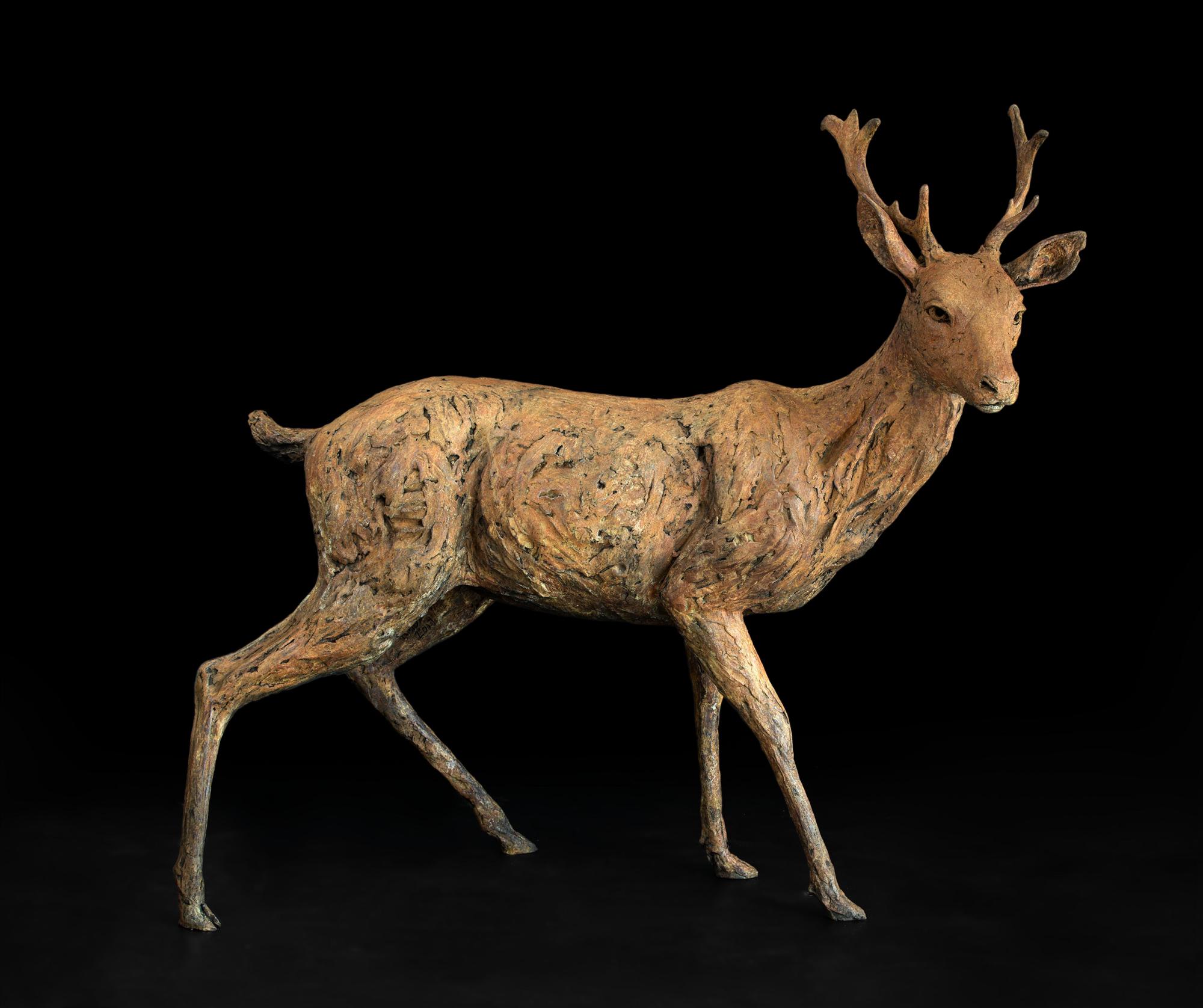 Knox Field | Fallow Deer