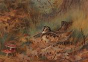 Woodcock in Bracken, Archibald Thorburn