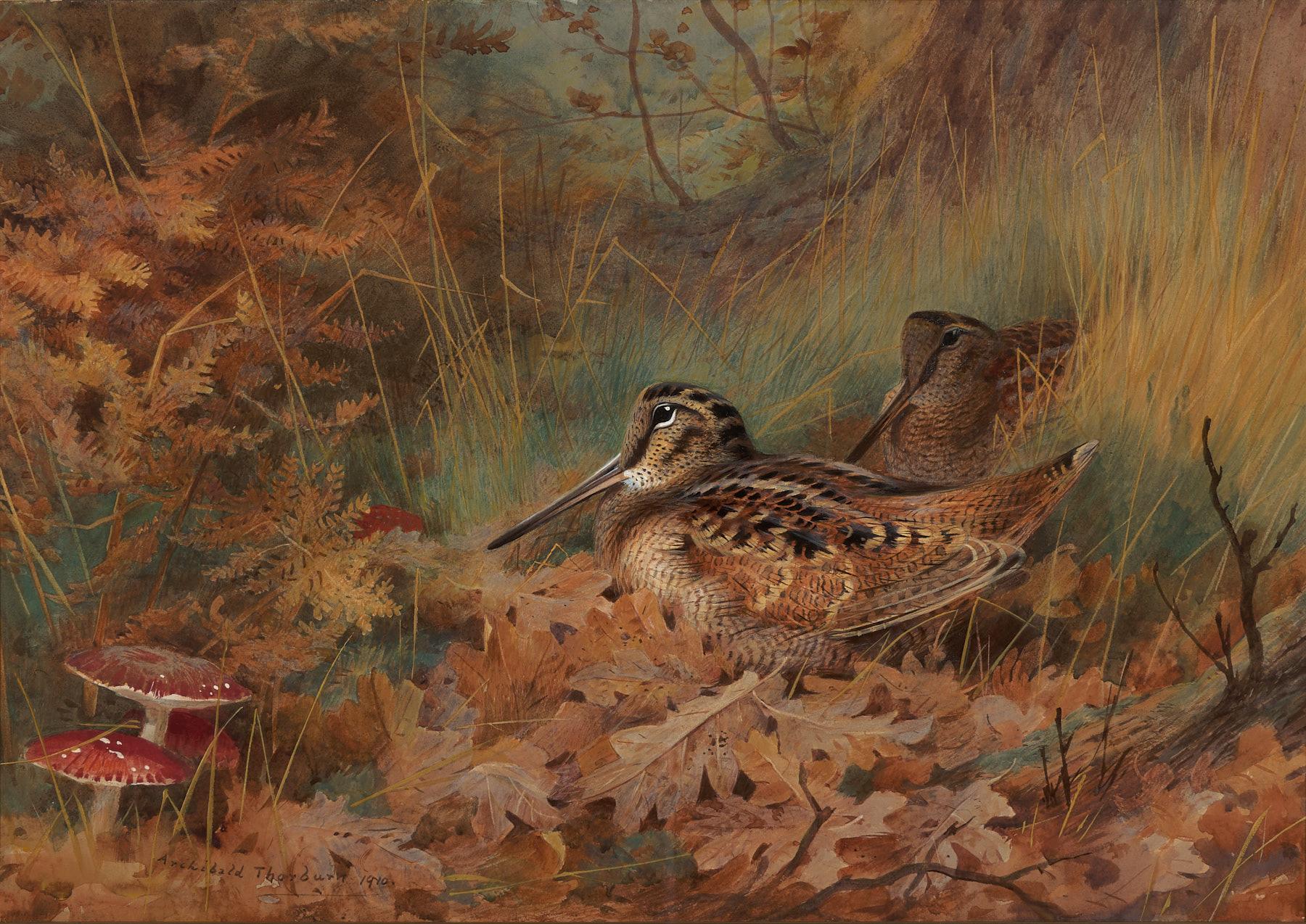 Archibald Thorburn | Woodcock in Bracken