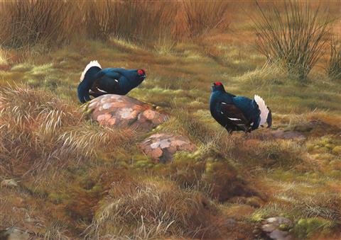 Terence Lambert | Two Male Black Grouse