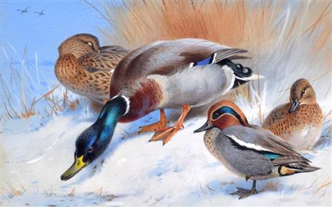 Archibald Thorburn | Mallard, Teal Birds in Winter