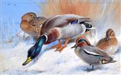 Mallard, Teal Birds in Winter, Archibald Thorburn