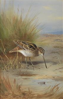 Archibald Thorburn | Snipe
