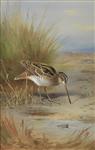 Snipe, Archibald Thorburn