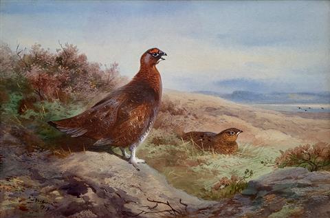 Archibald Thorburn | Grouse