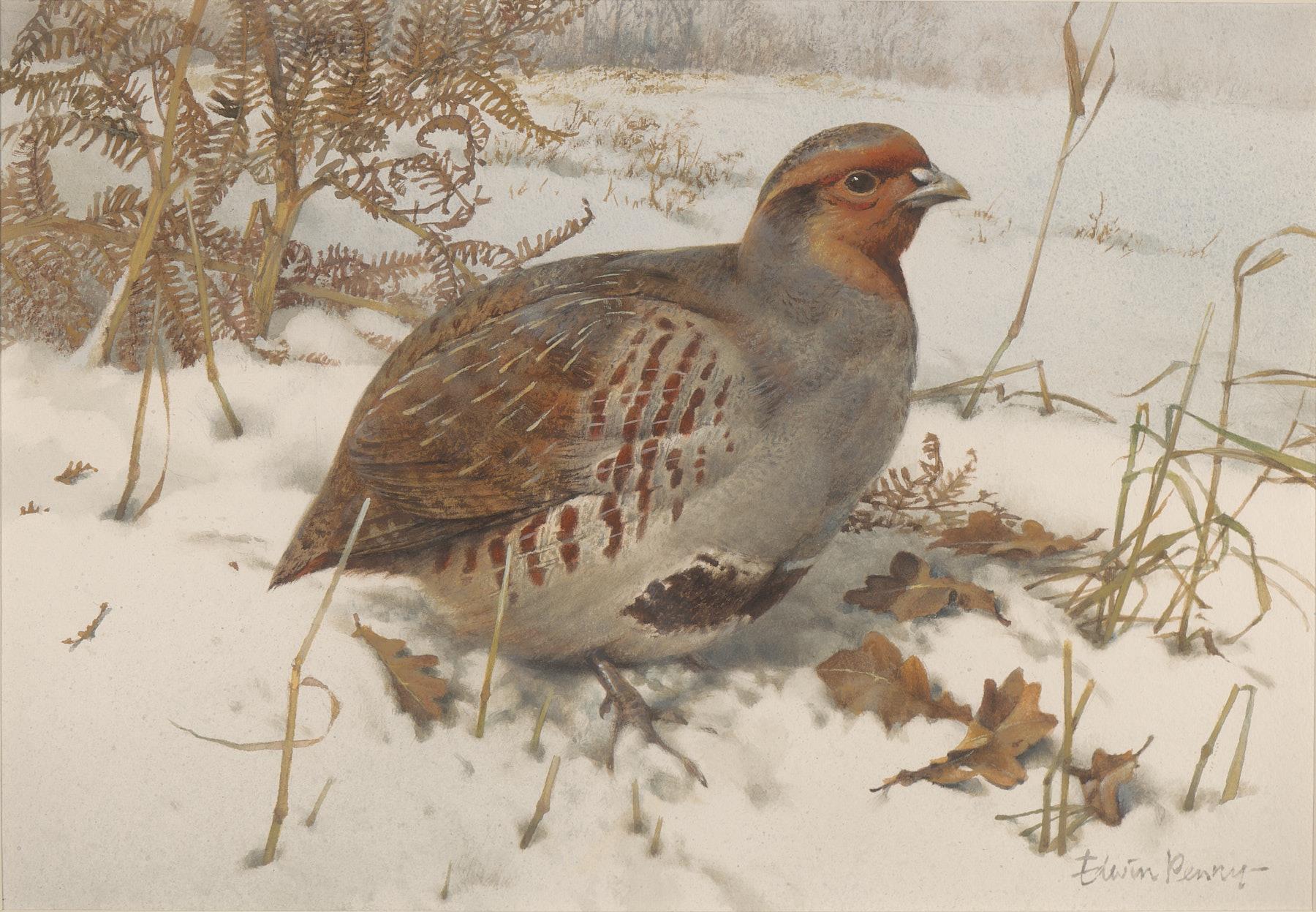 Edwin Penny | English Partridge Foraging in Snow