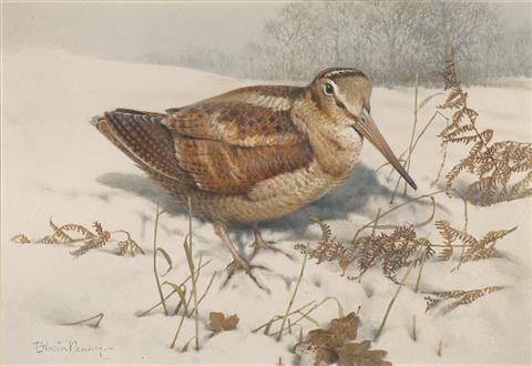 Edwin Penny | Woodcock in The Snow