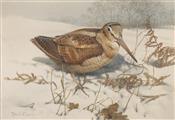 Woodcock in The Snow, Edwin Penny