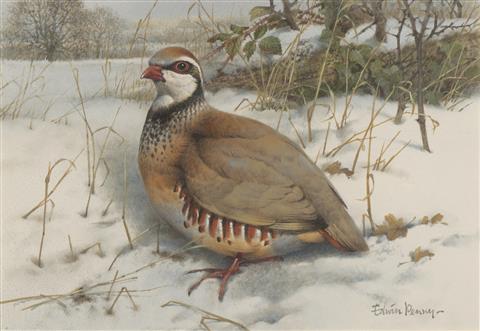 Edwin Penny | French Partridge