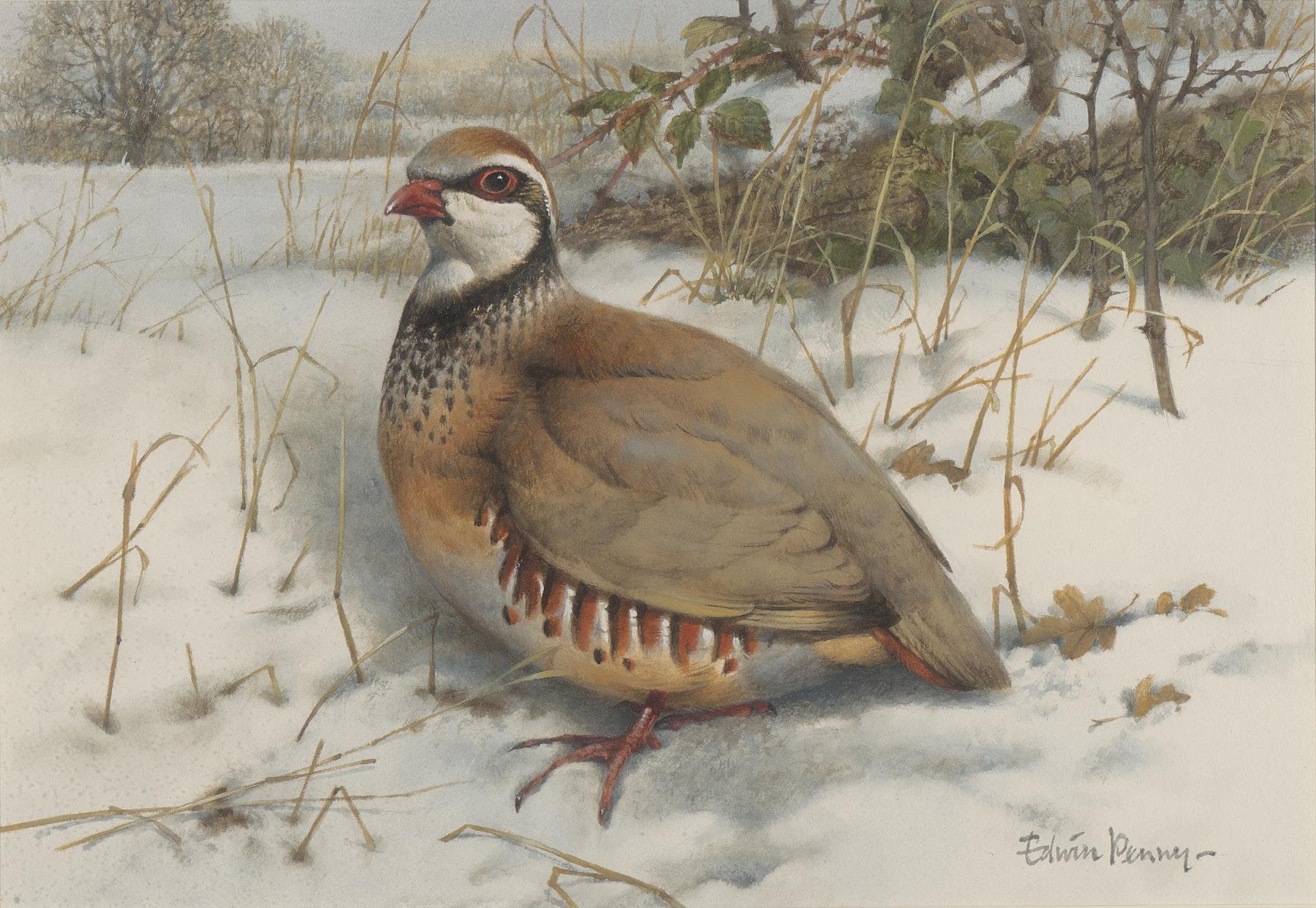Edwin Penny | French Partridge