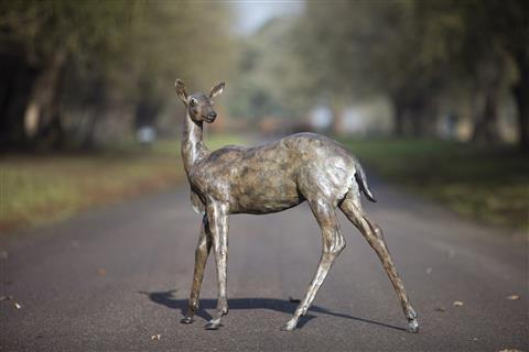 Philip Blacker | Young Fallow Deer