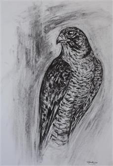 Joseph Paxton  | Peregrine Falcon