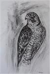 Peregrine Falcon, Joseph Paxton 
